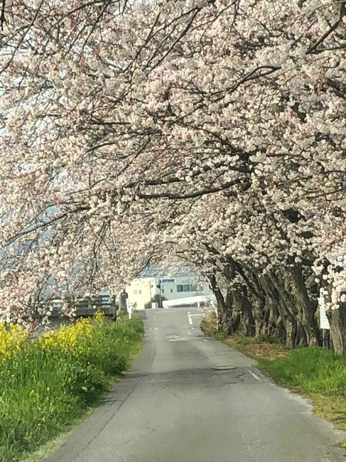 宇曽川のサクラ