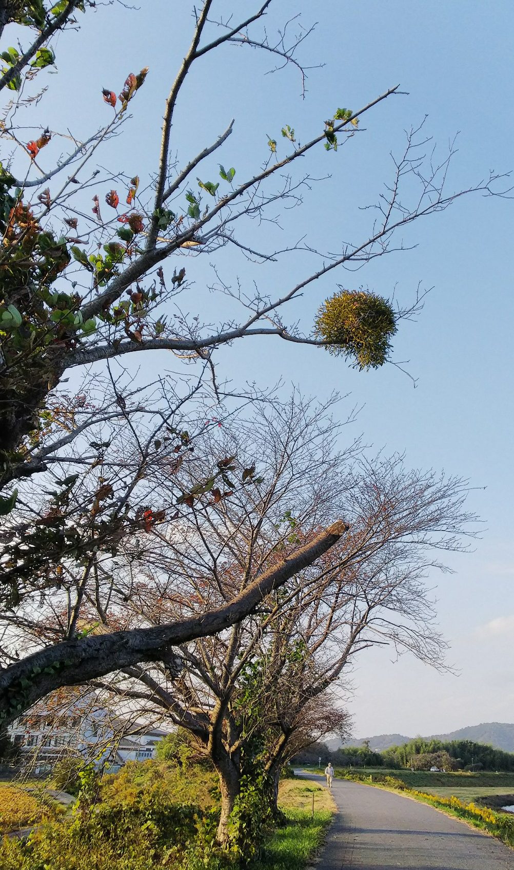 ヤドリギ🌳