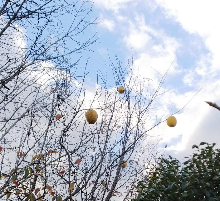 花梨と石碑