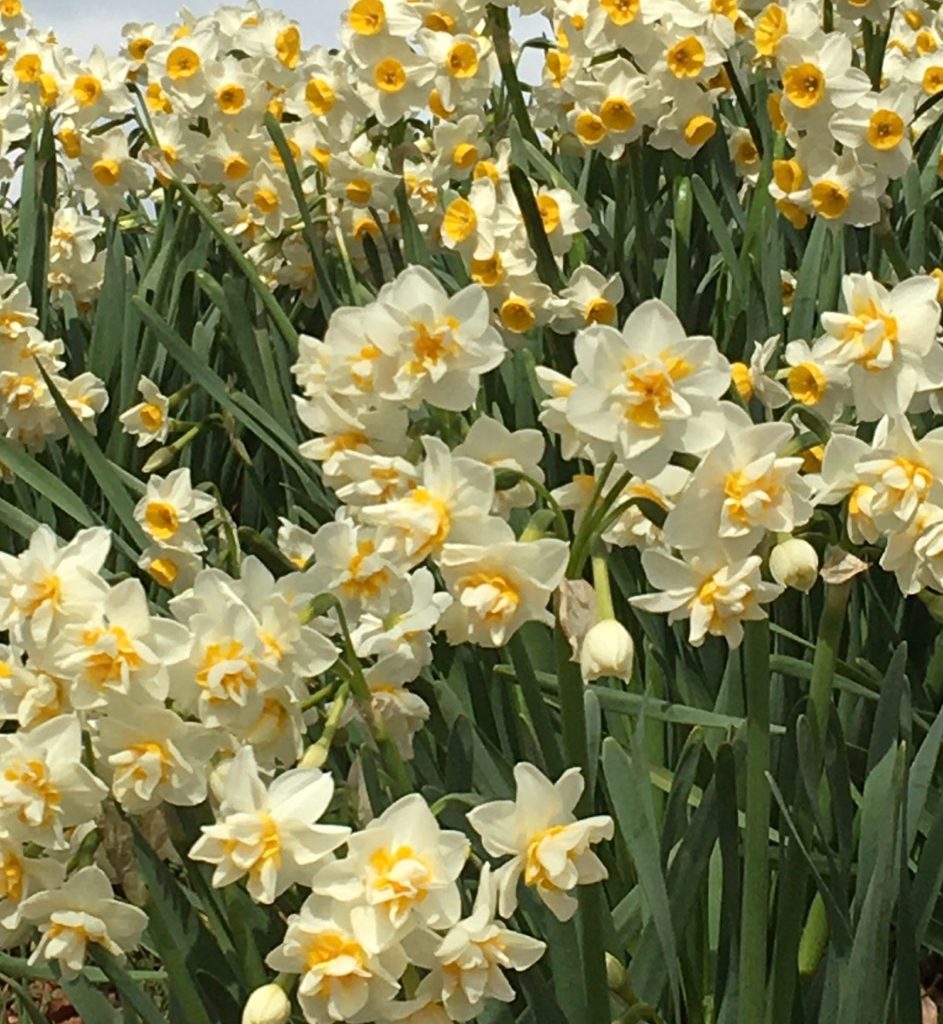 芹川の水仙