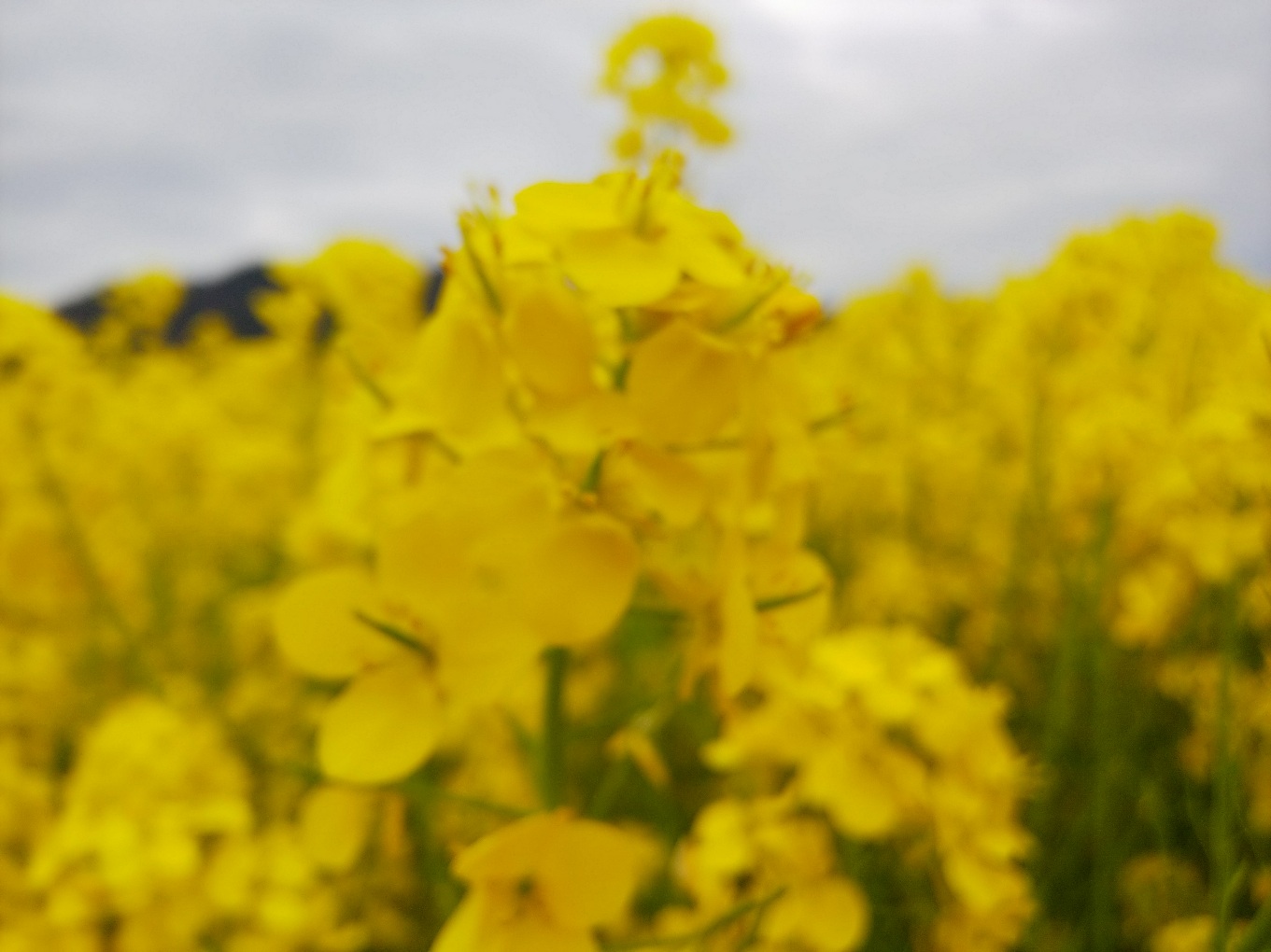 彦根（石寺）の菜の花