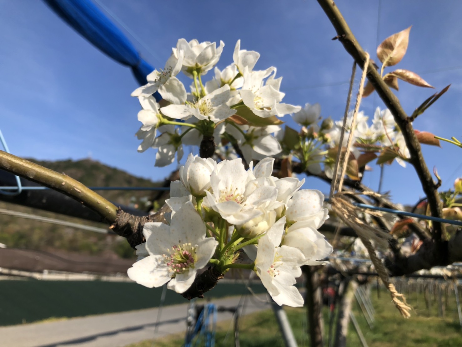 梨の花