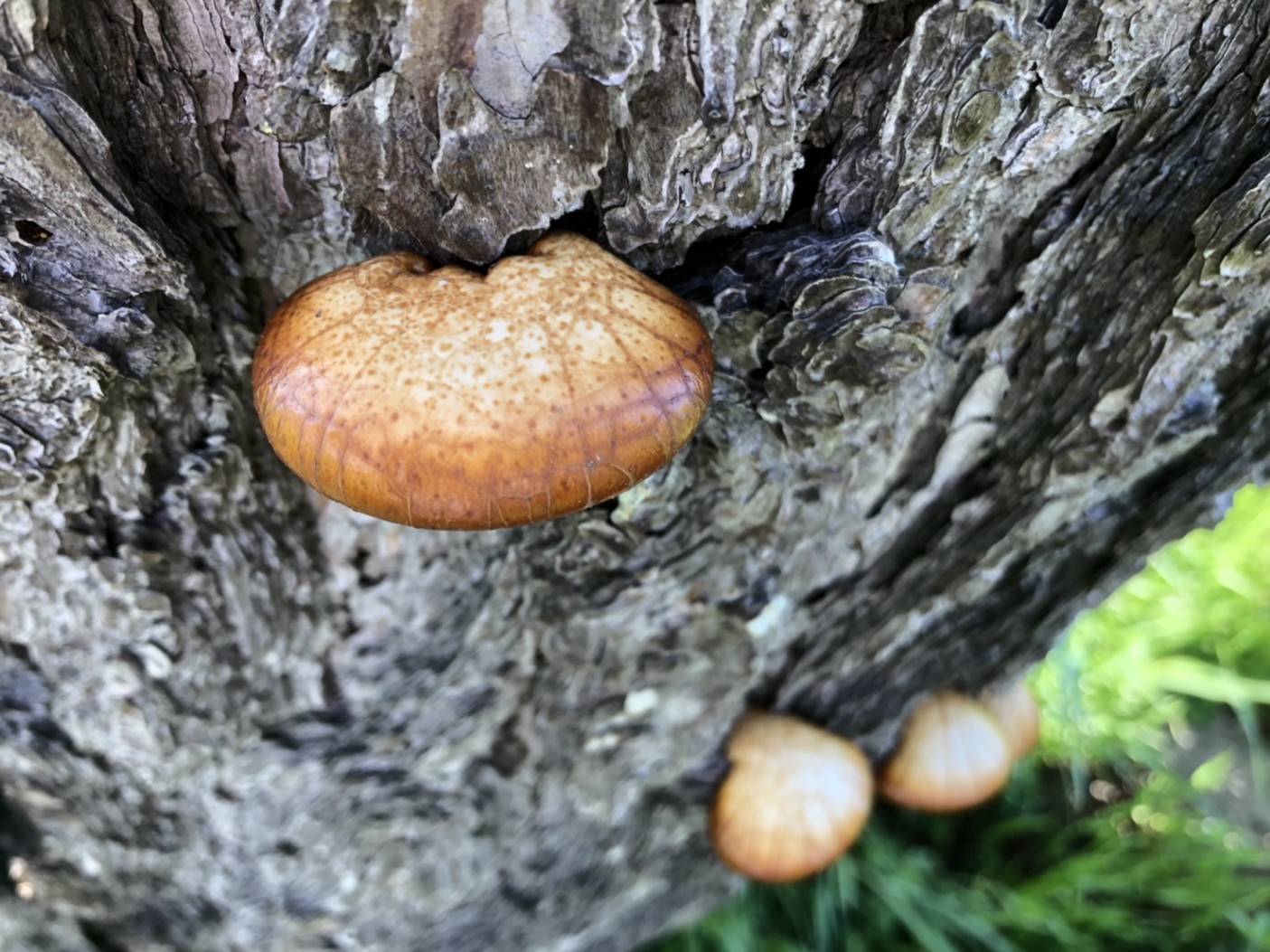 枯れた松と『ヒトクチタケ🍄』　