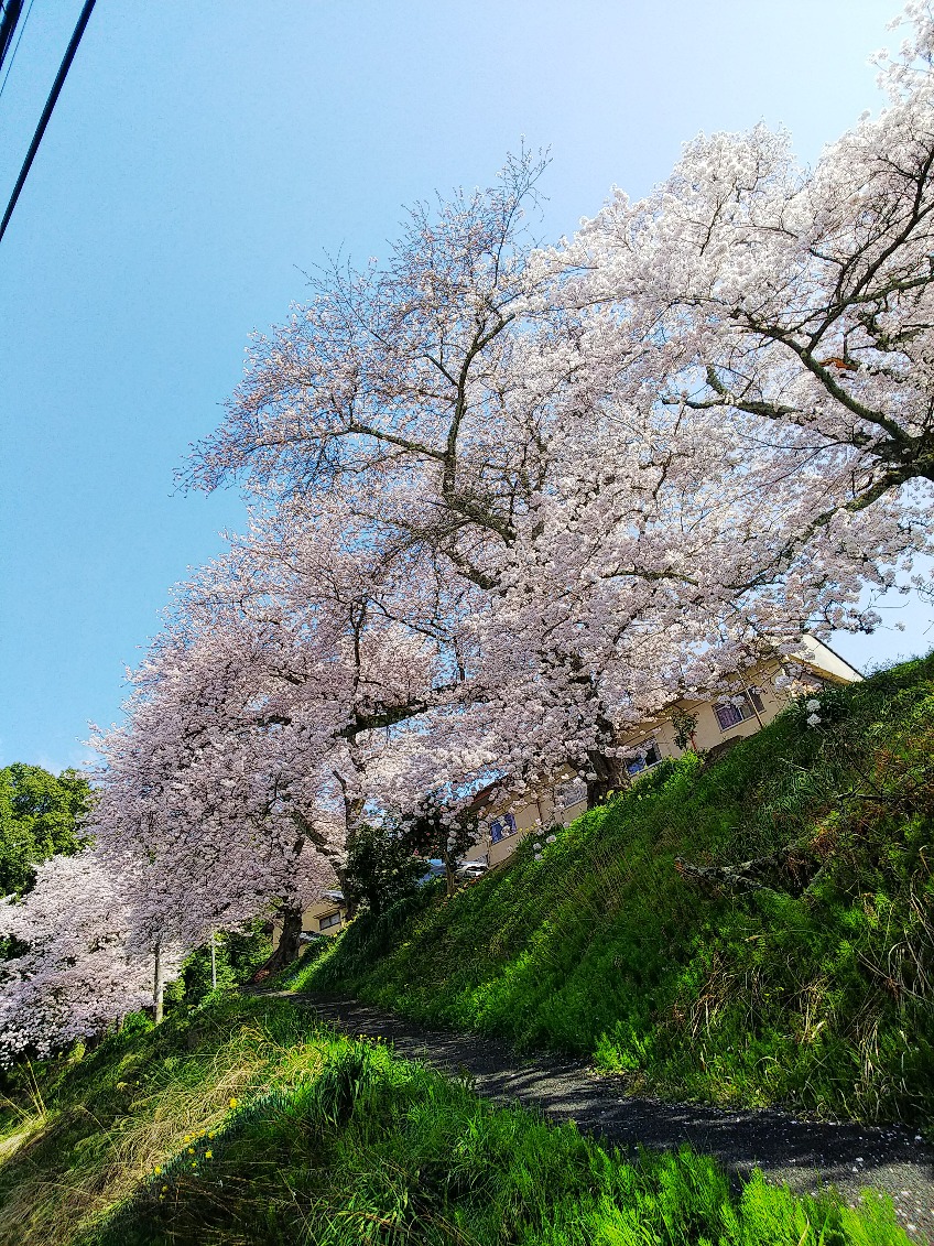 今年の桜　舞鶴にて