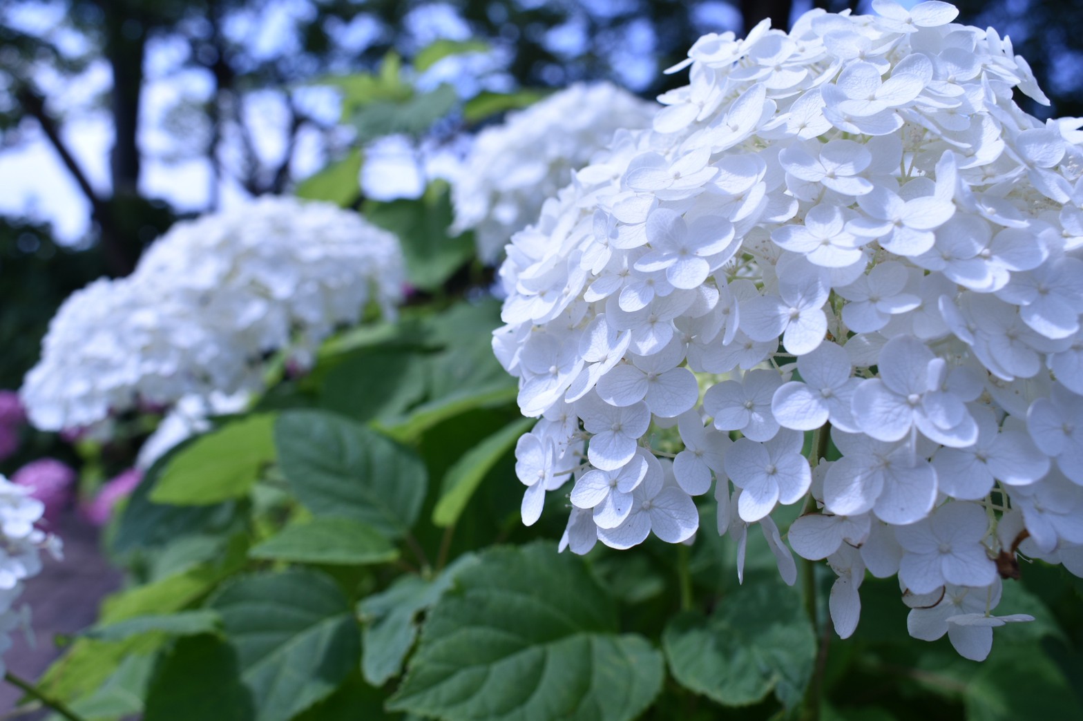 芦刈園のアジサイ