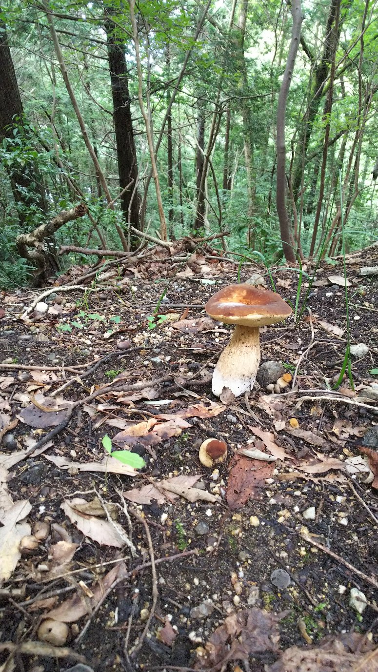 荒神山のキノコ🍄