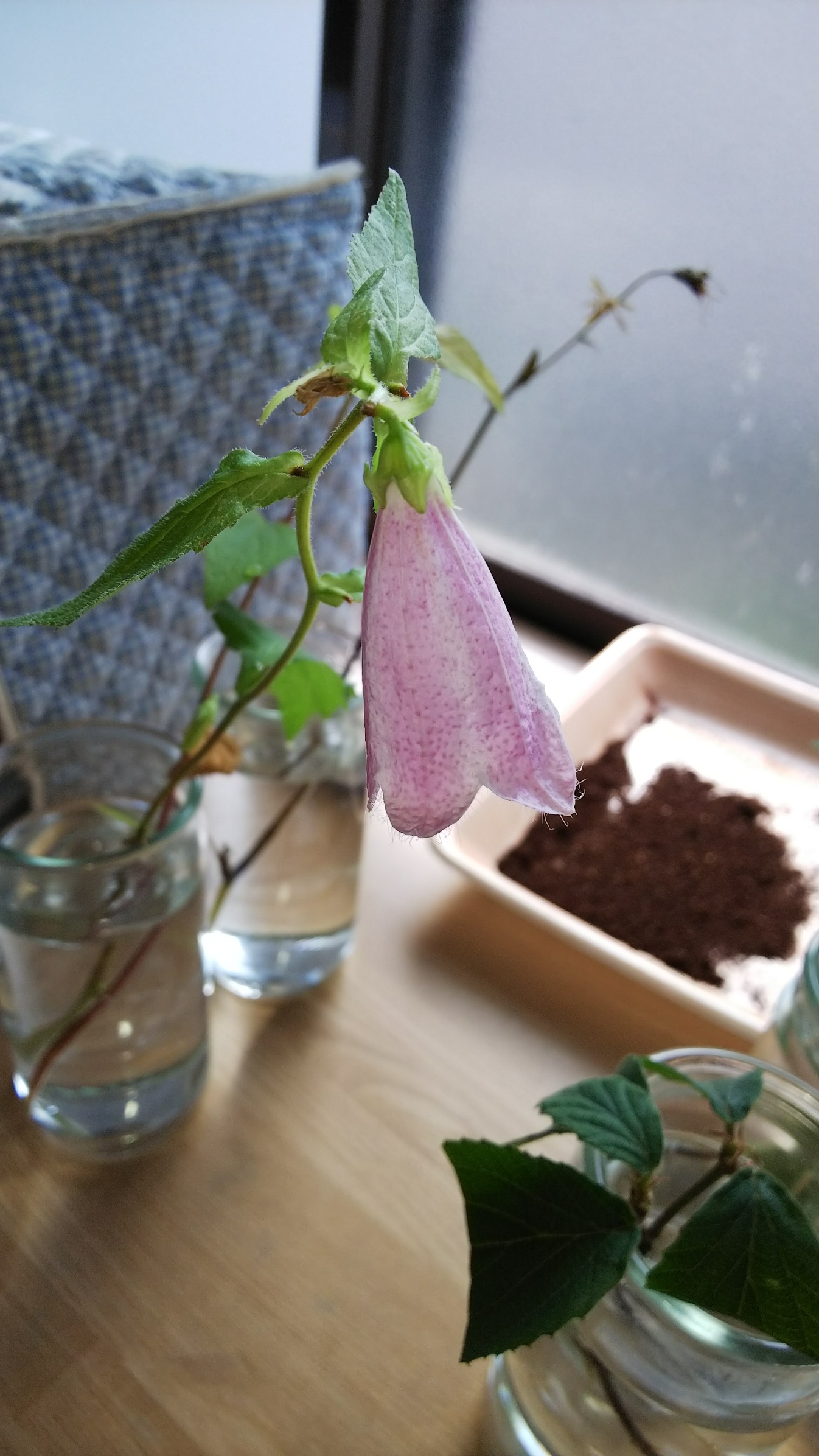 ホタルブクロの花に想うこと（7月13日夕方～14日）