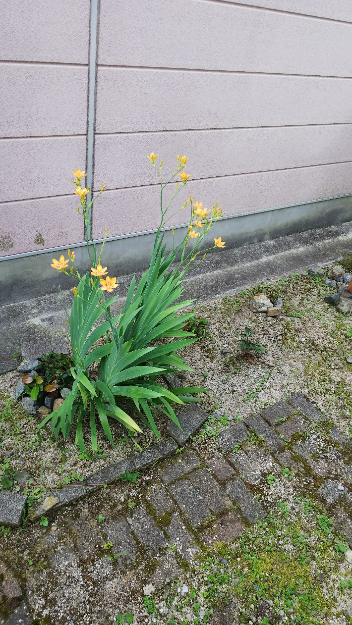 ヒオウギとあれは・・・7月14日