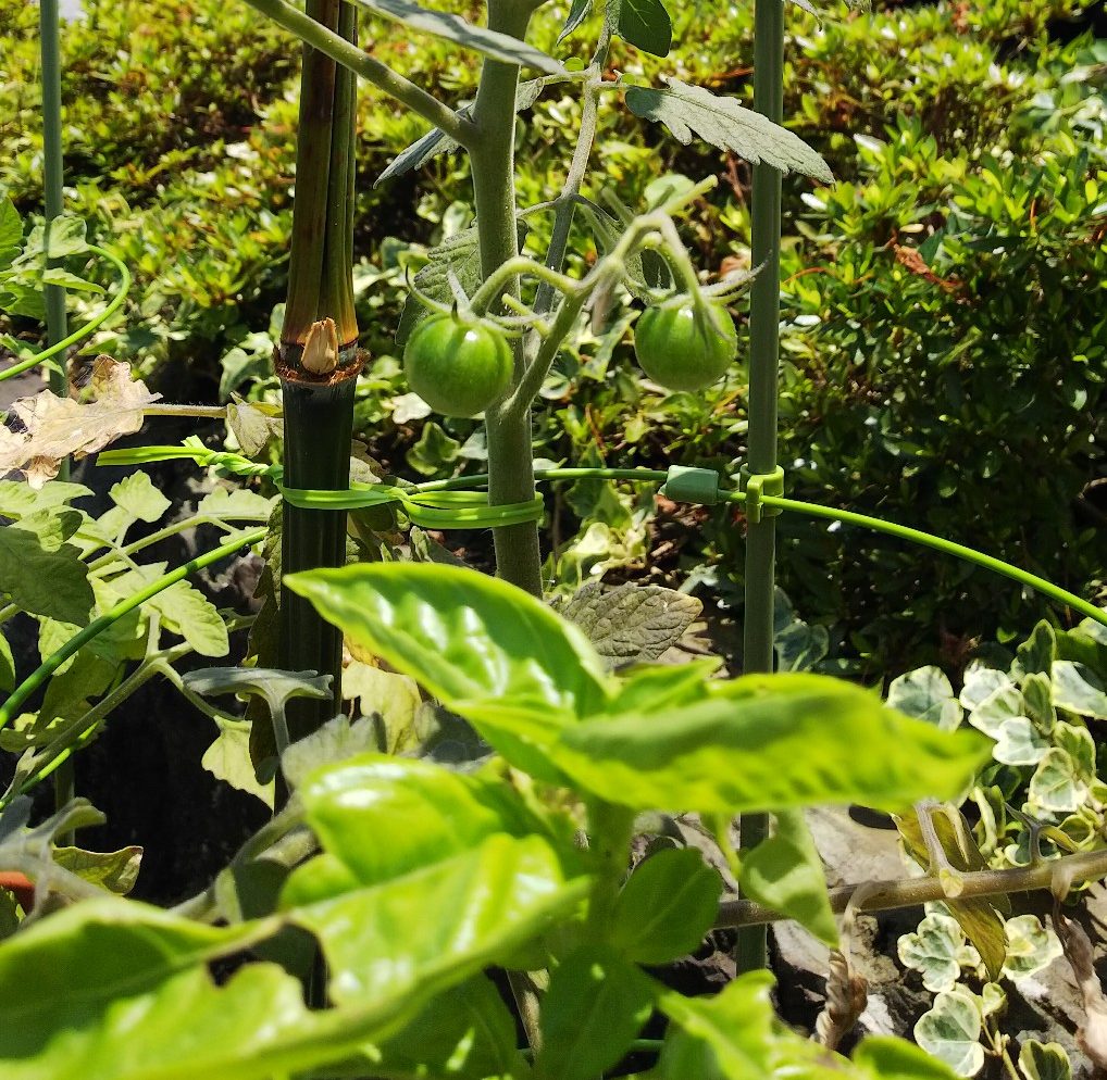 プチトマトの実🍅