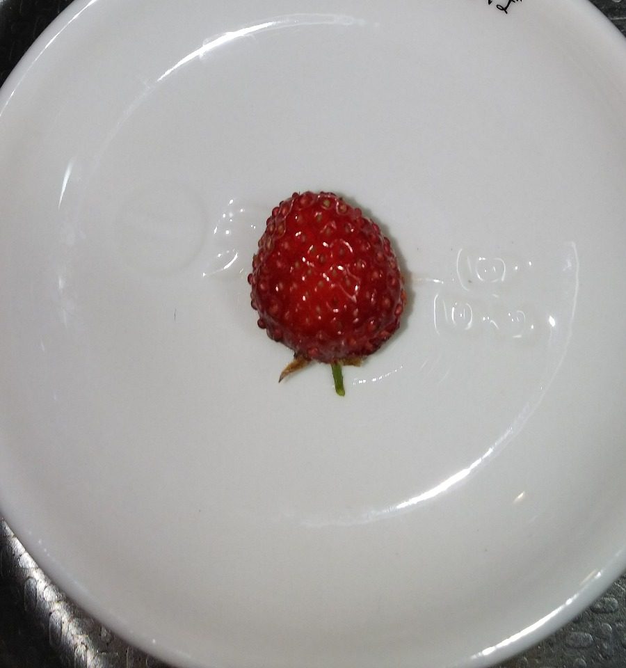 8月のイチゴ🍓