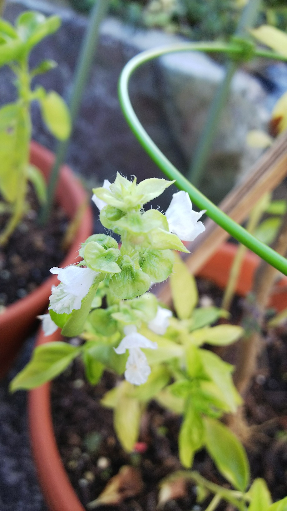 バジルの花