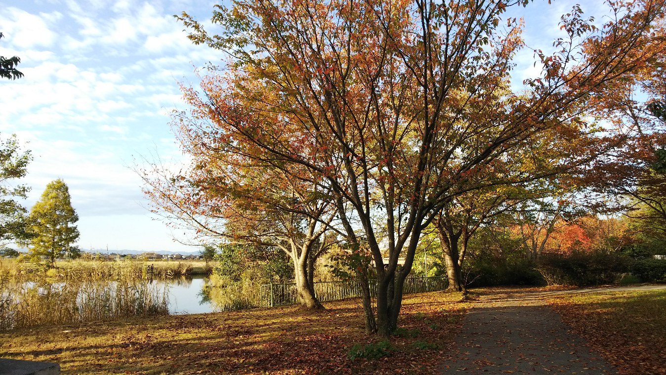 曽根沼公園の小さな秋