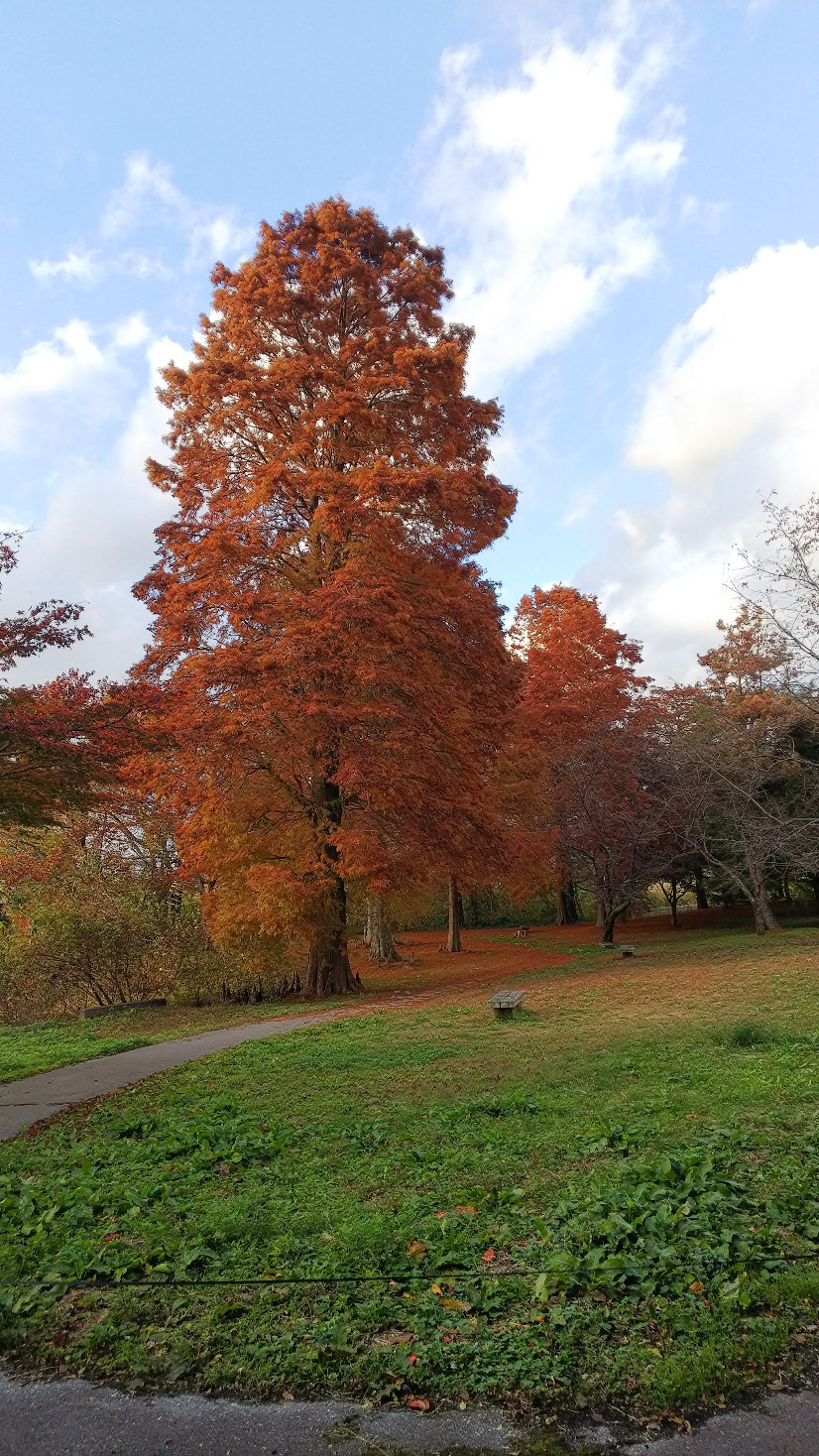 曽根沼公園の紅葉