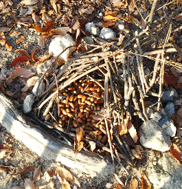 荒神山のトトロ
