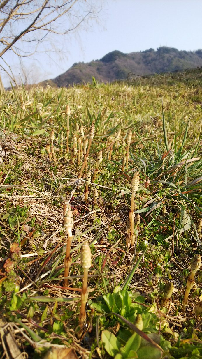 曽根沼公園のつくし