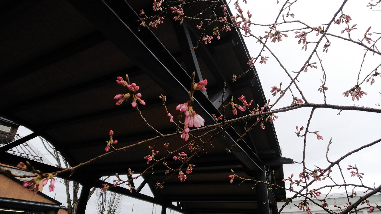 花は咲く