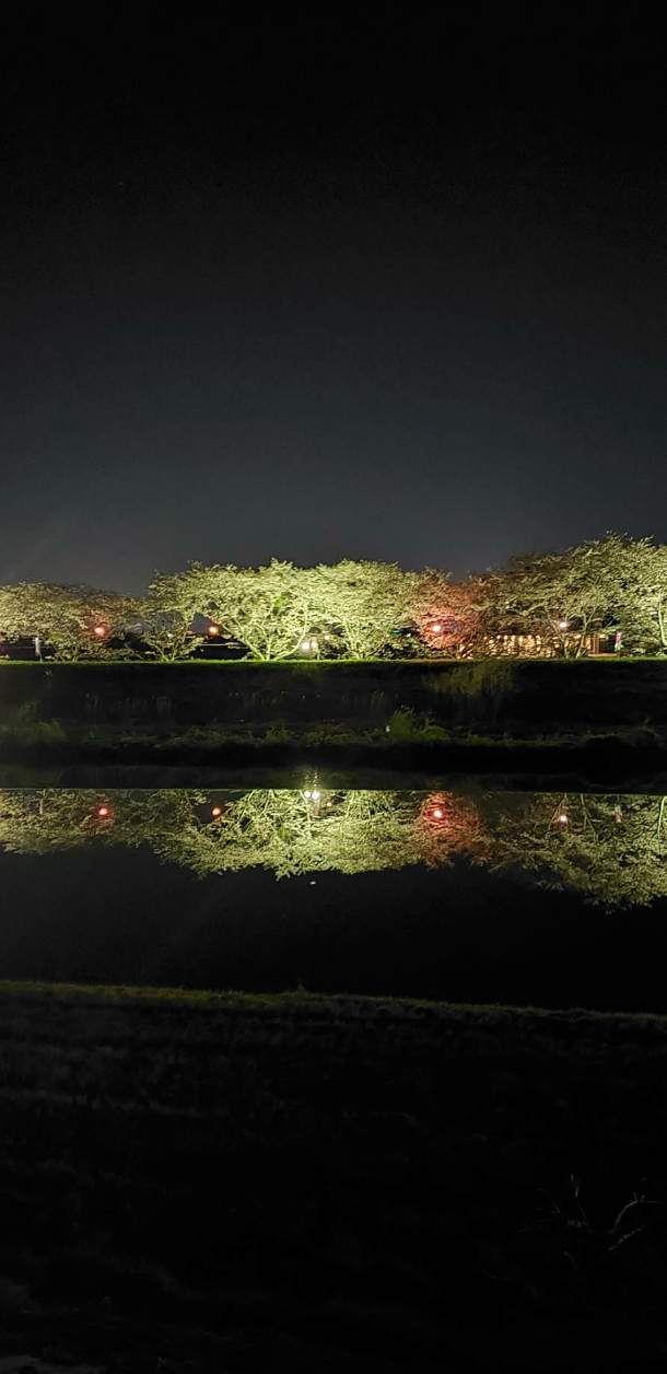 夜の桜