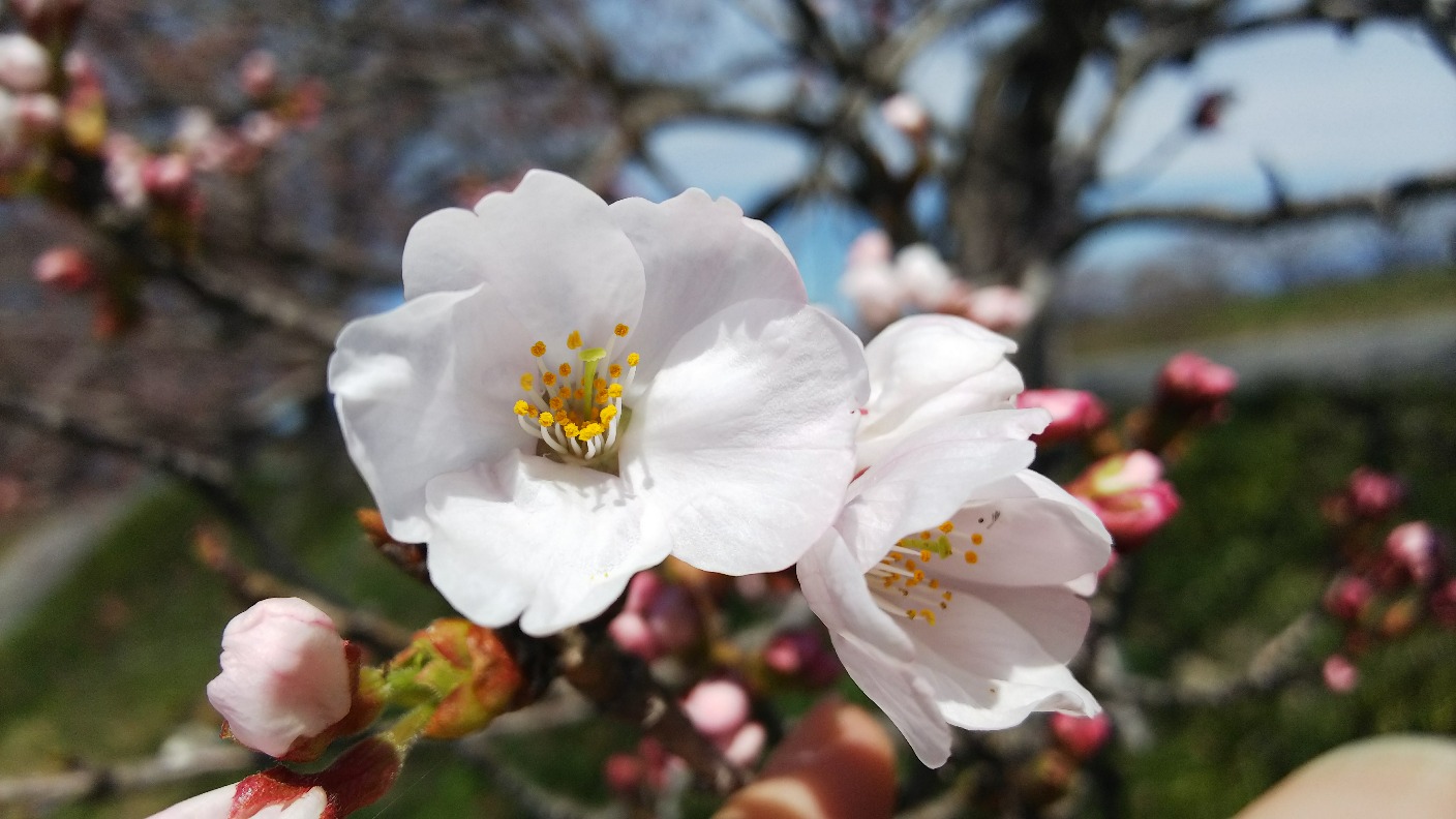 宇曽川の桜の木の下で