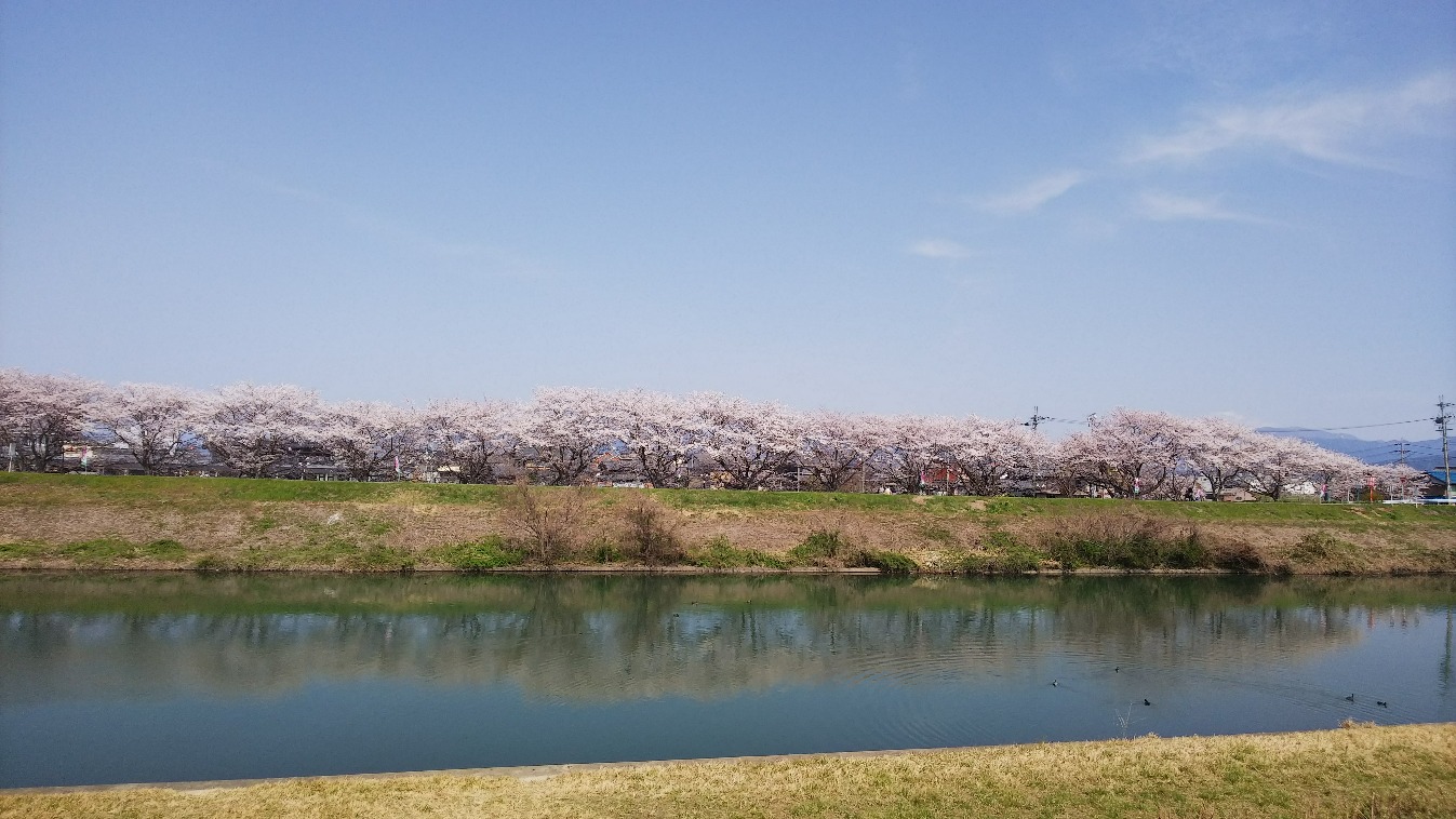 宇曽川の桜だより