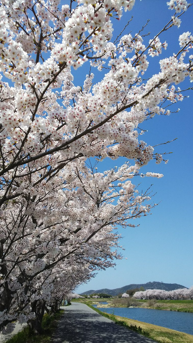 一期一会🌸