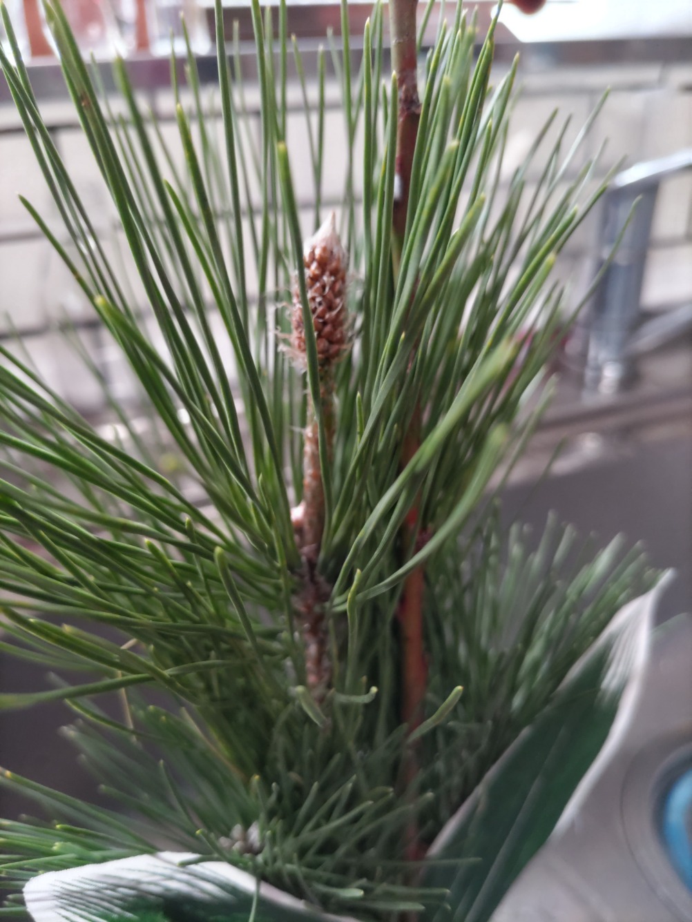 裸子植物？？？