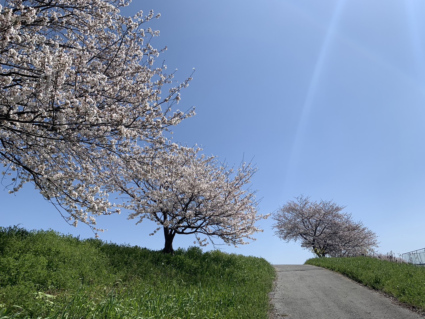 宇曽川の桜並木