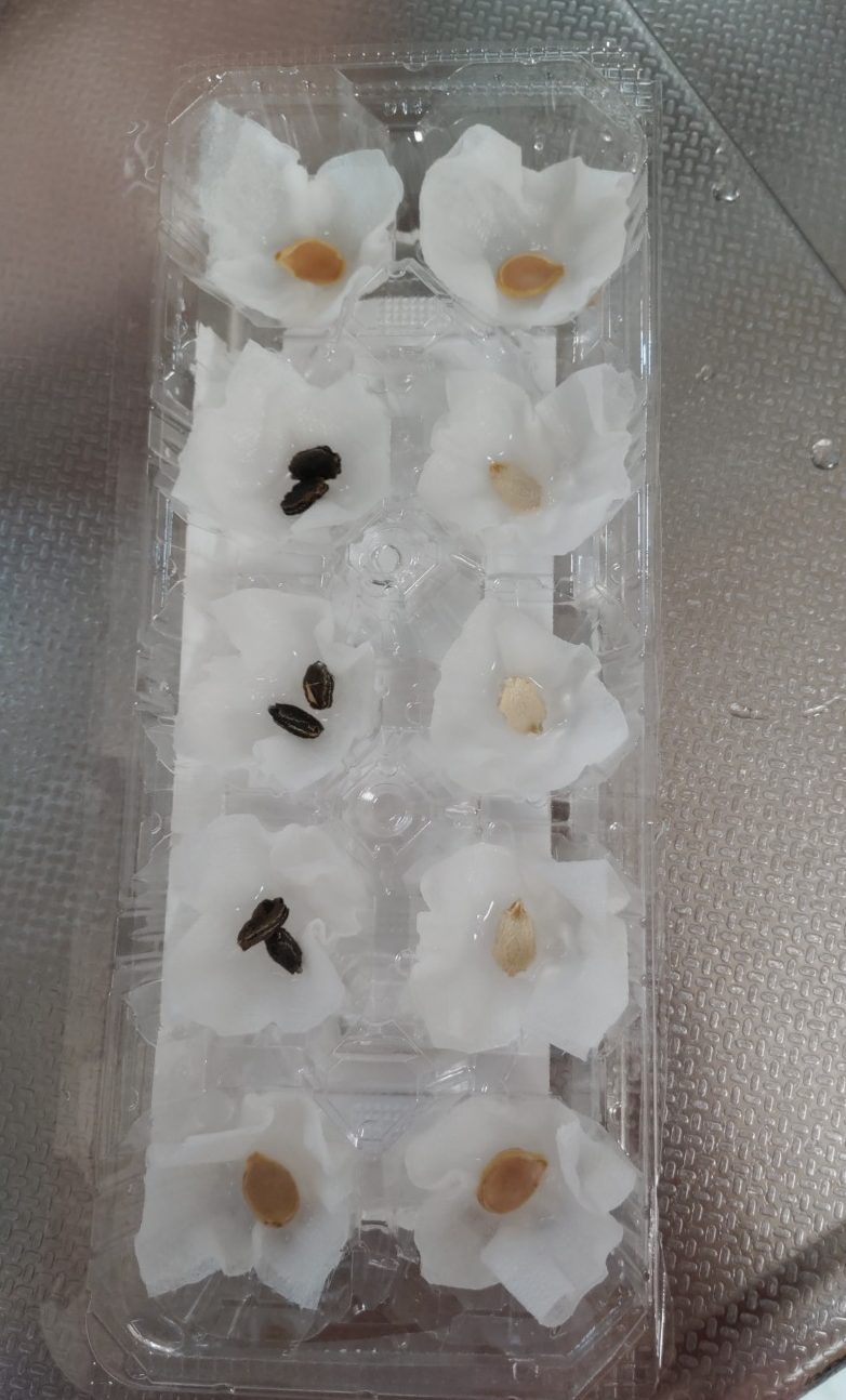 発芽に挑戦