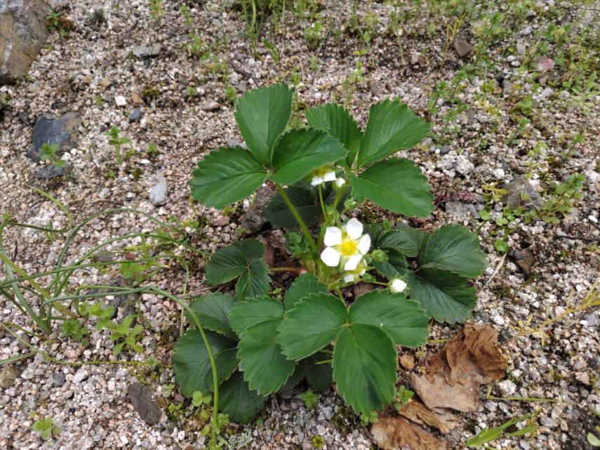 イチゴの花