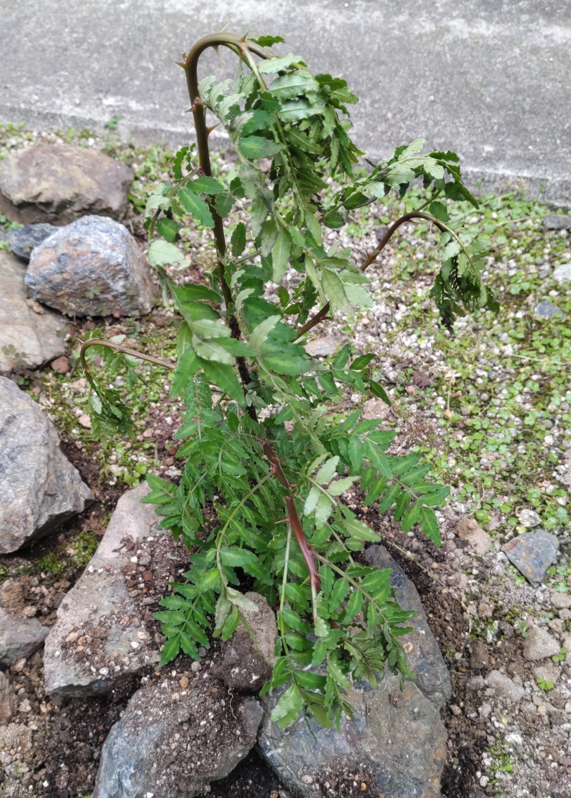 山椒の移植