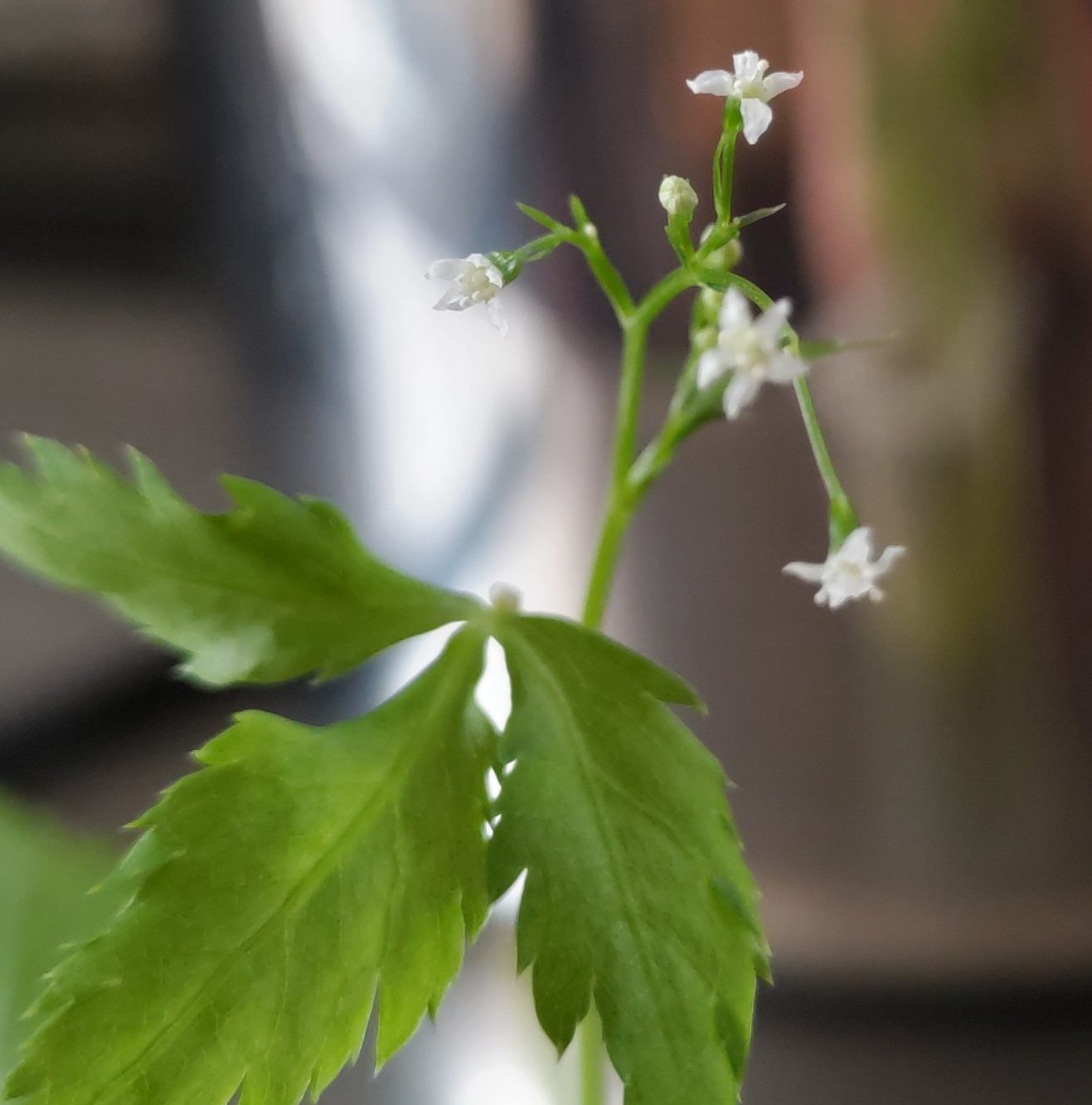 三つ葉の花