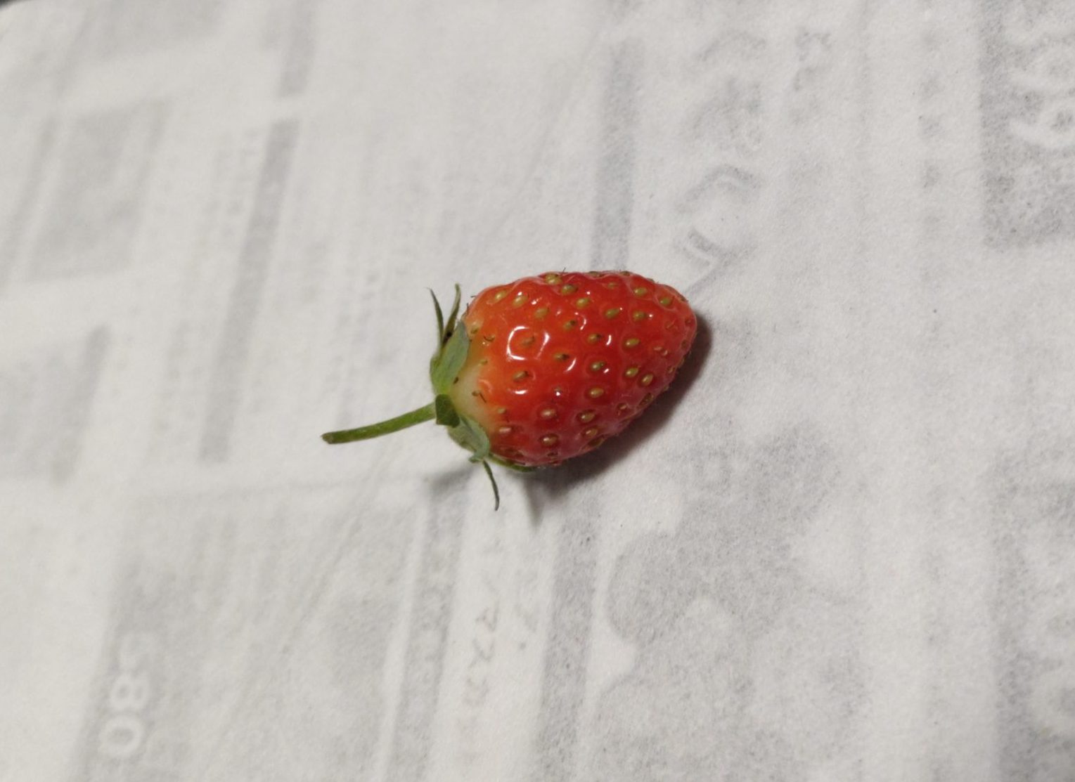 ど根性いちご🍓