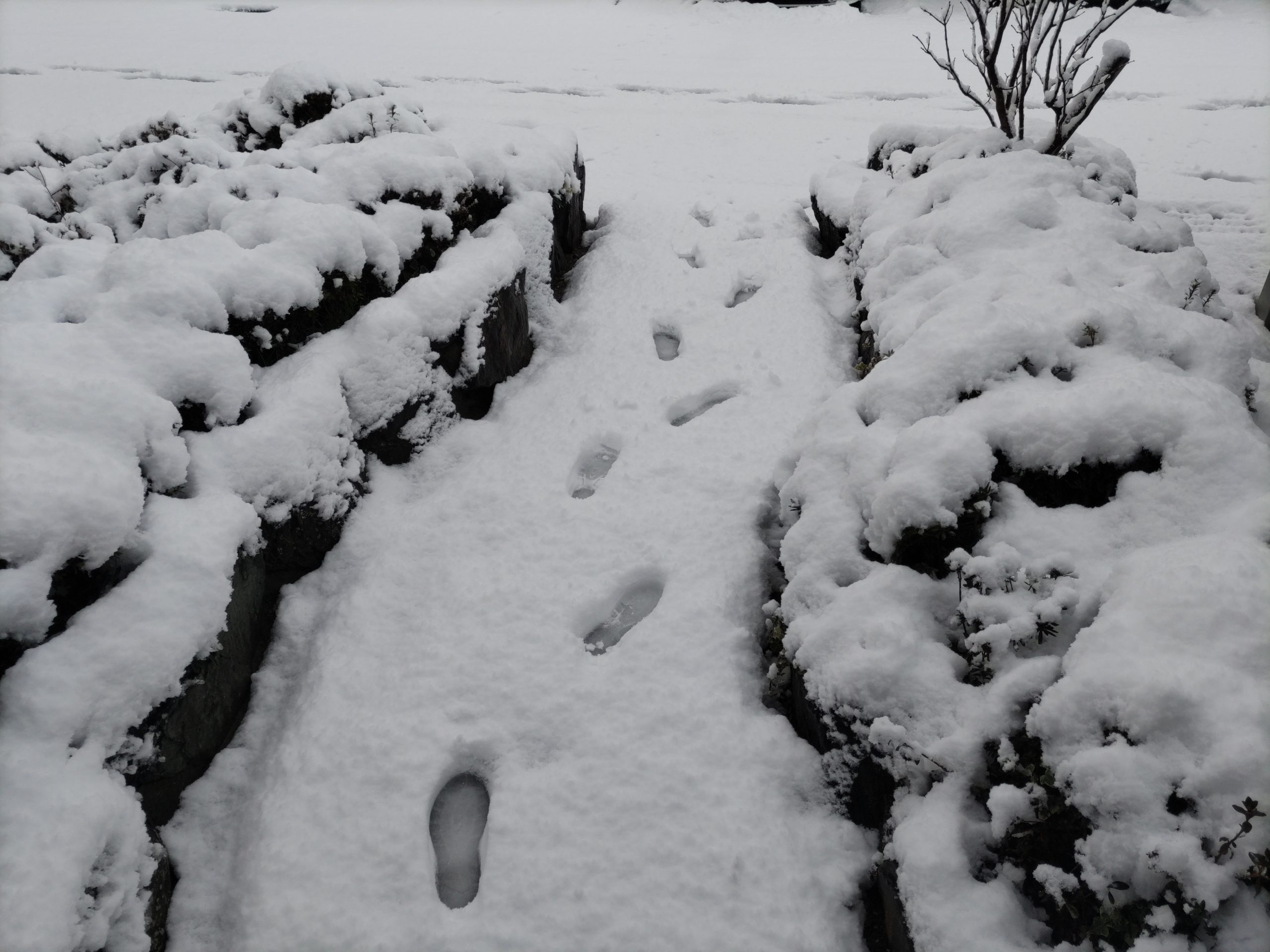 雪の朝