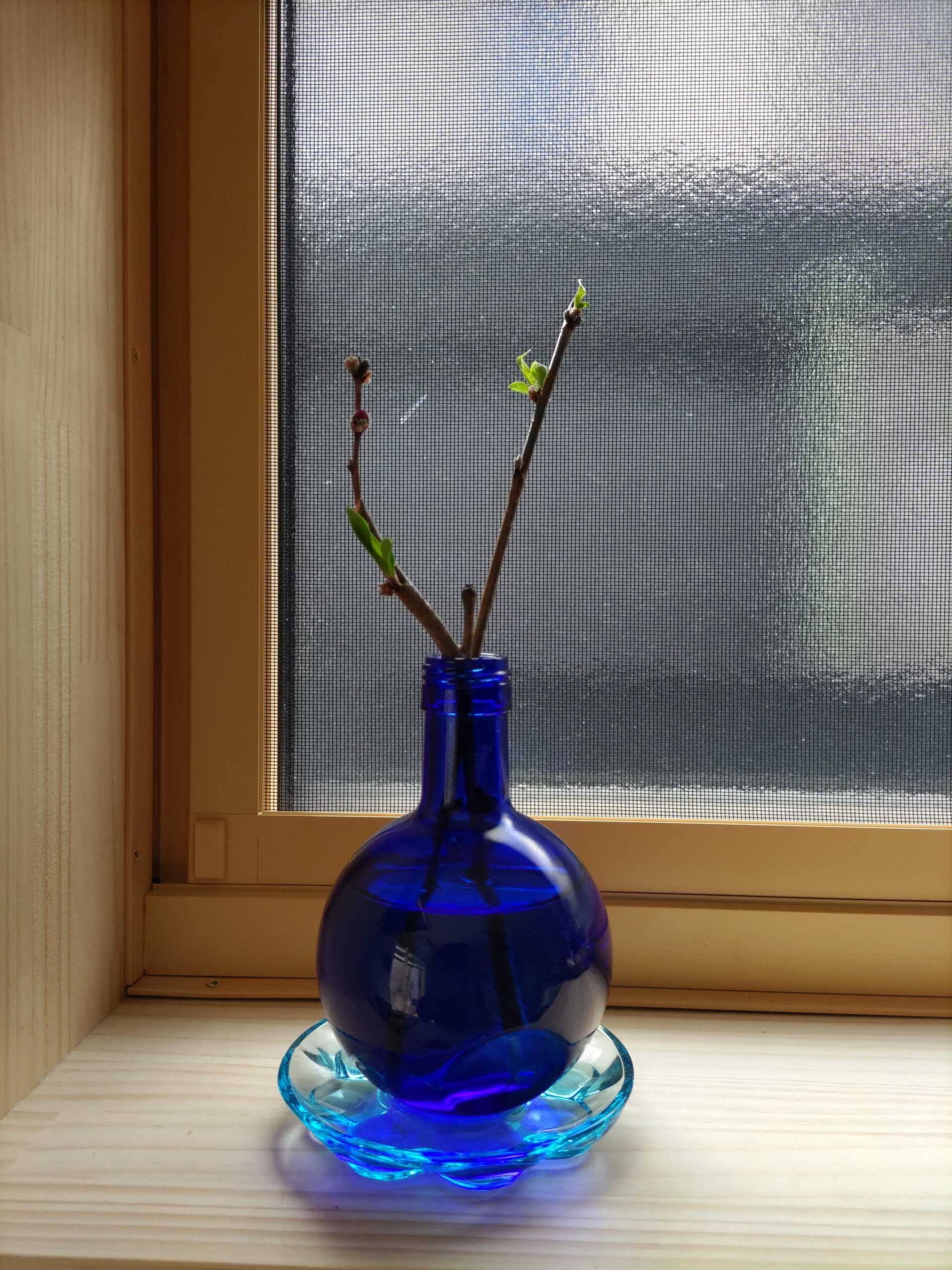 新芽