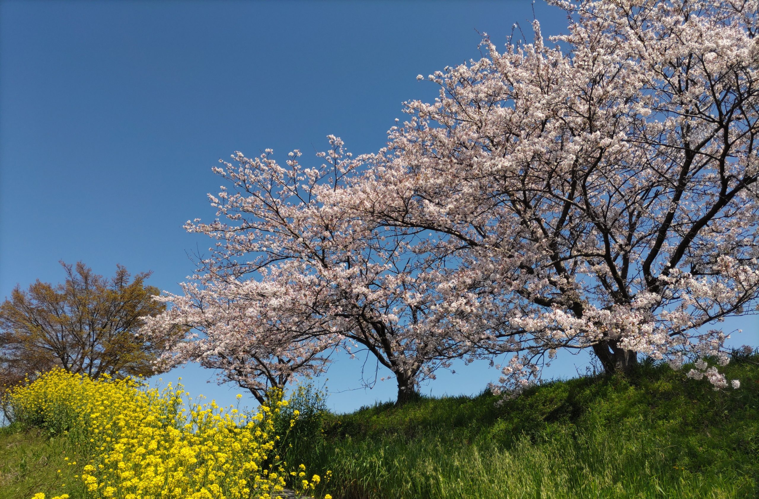 絶景🌸